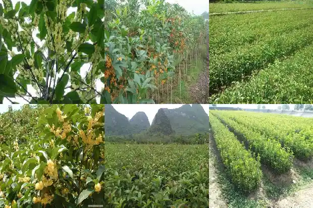 桂花树适合庭院种植吗北方1685407114730