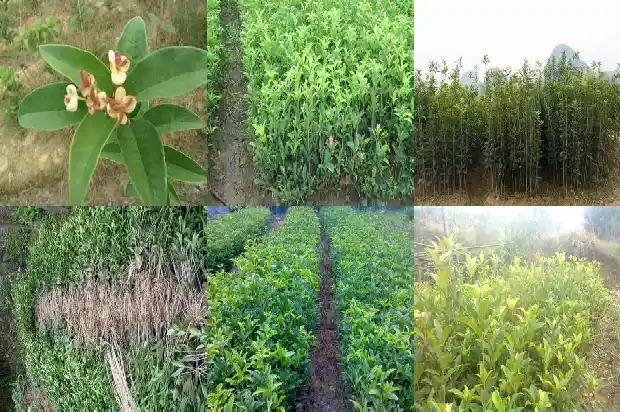 家庭栽什么品种的桂花树好活1685407154620
