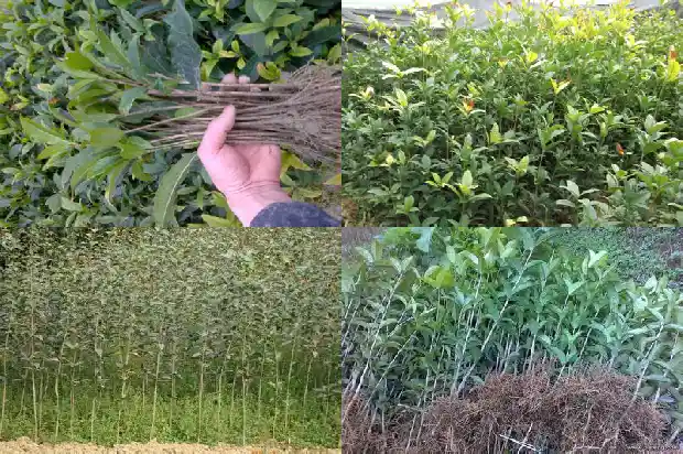 家庭栽什么品种的桂花树好活1685407154666