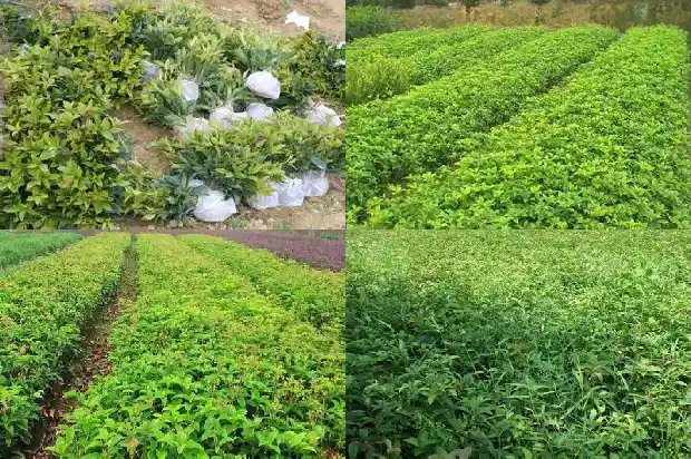 家庭栽什么品种的桂花树好活1685407154714