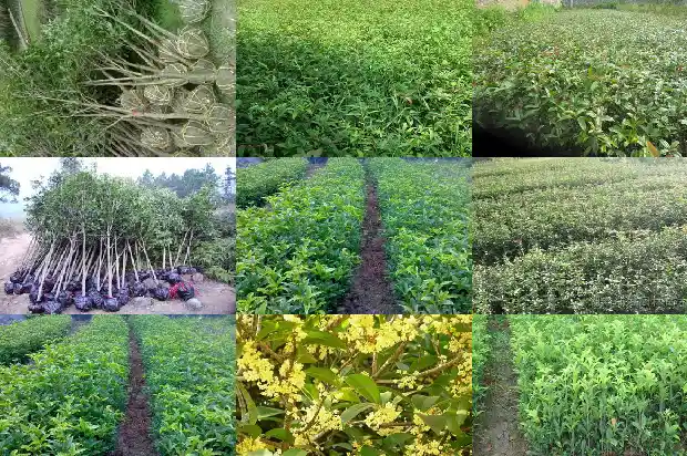 家庭栽什么品种的桂花树好活1685407154761