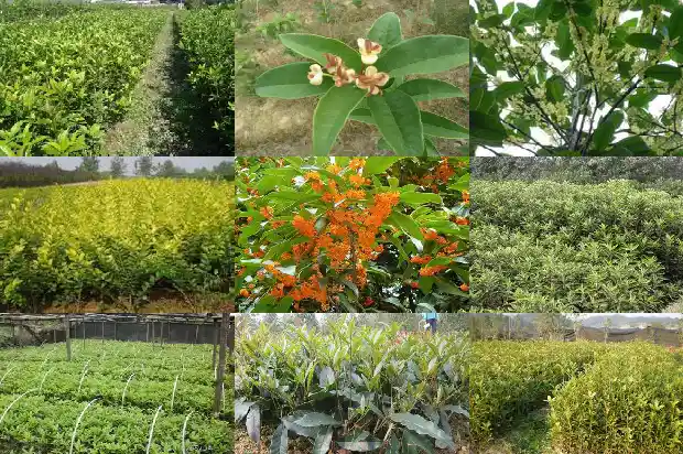 庭院种什么品种桂花树好1685407178289