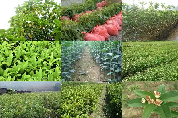 为什么桂花树突然掉叶枯萎1688792702788