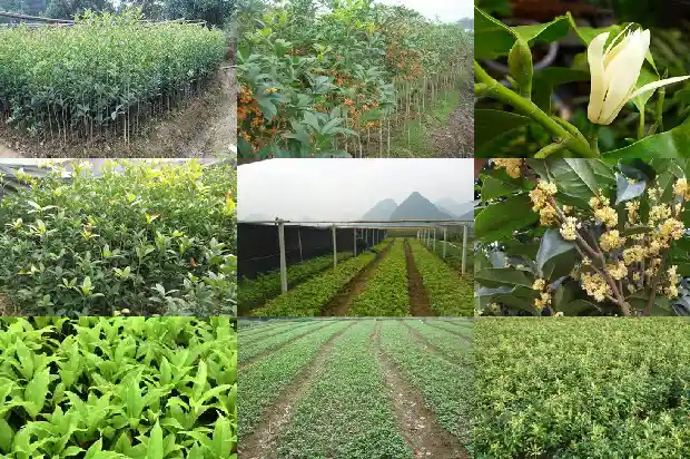 桂花树的售价是多少元1689899438383