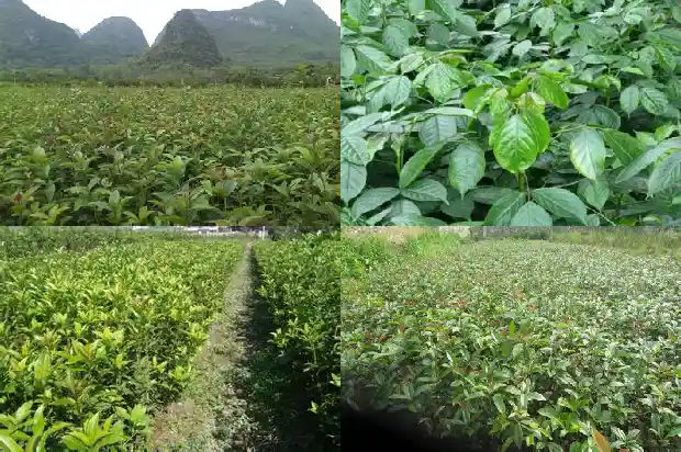 六月种桂花树能不能活1690245575254