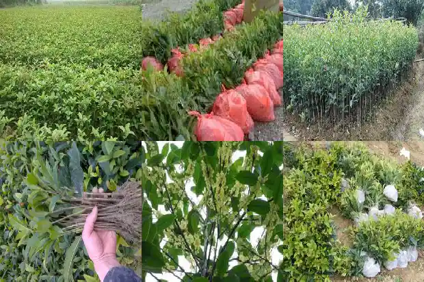 金桂花几年树苗能开花啊1685407301112