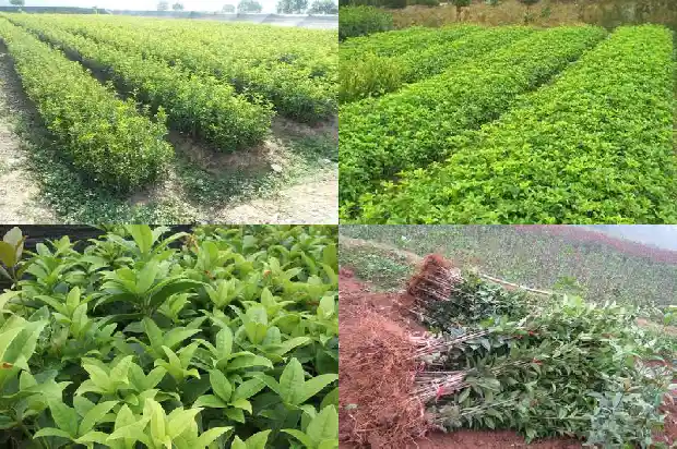 金桂花几年树苗能开花啊1685407301160