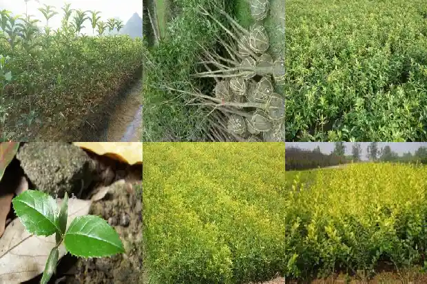 金桂花一年发几次芽1685407325724