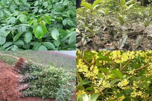 金桂花一年发几次芽1685407325818