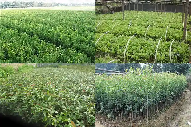 金桂花一年发几次芽1685407325866