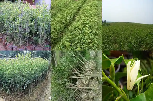 几年的桂花苗才能开花结果1685407341041
