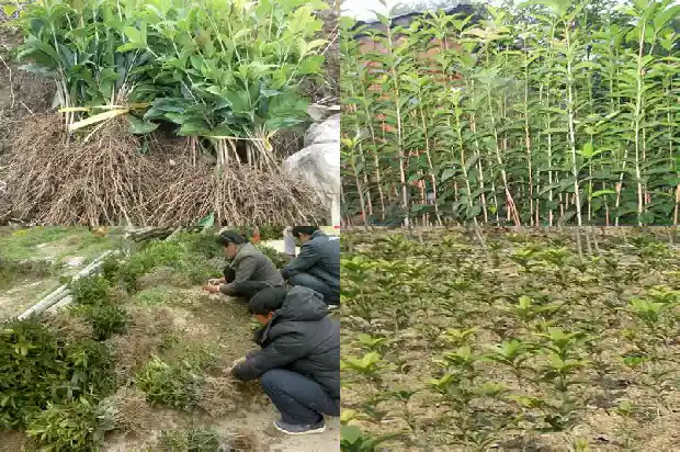 桂花生长速度快还是慢1685407385620