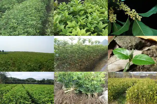 桂花生长速度快还是慢1685407385668