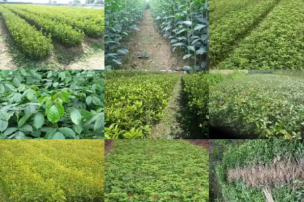 桂花生长速度半个月就能开花吗1685407407709