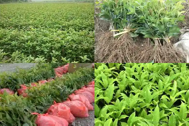 桂花生长速度半个月就能开花吗1685407407757