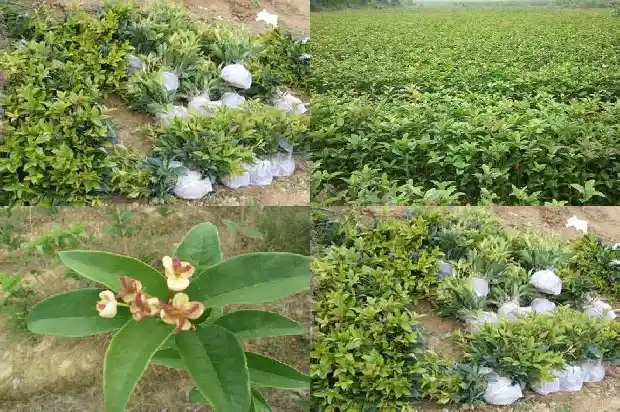 桂花什么时候生长最快1685407429438