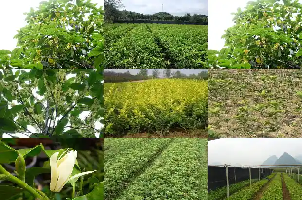 桂花树7年了还没开花怎么回事1685407468915