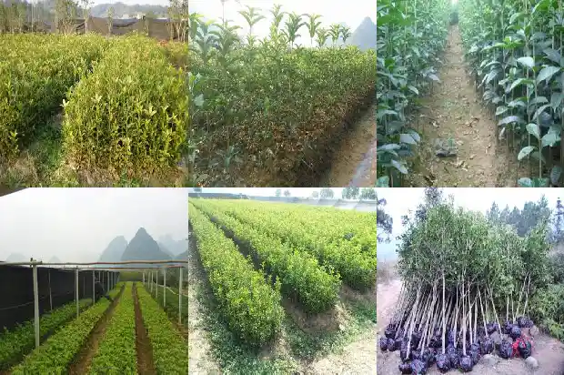 桂花树7年了还没开花怎么回事1685407468963