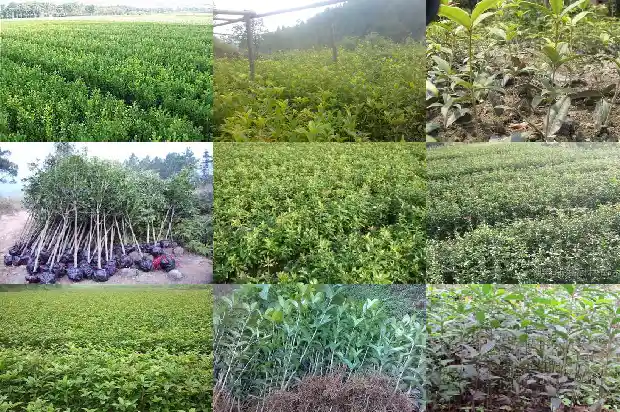 桂花树7年了还没开花怎么回事1685407469011