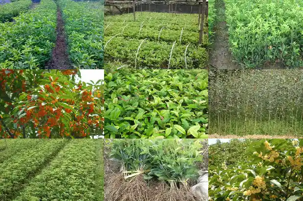 桂花树种下几年开花正常1685407484953