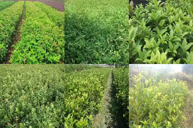 桂花树一般几年才开花呢1685407504888