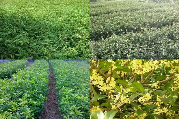 红桂花树多少年才开花结果实1685407524459