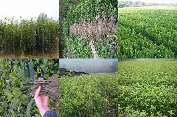 桂花怎么养护和注意事项春1689208044594