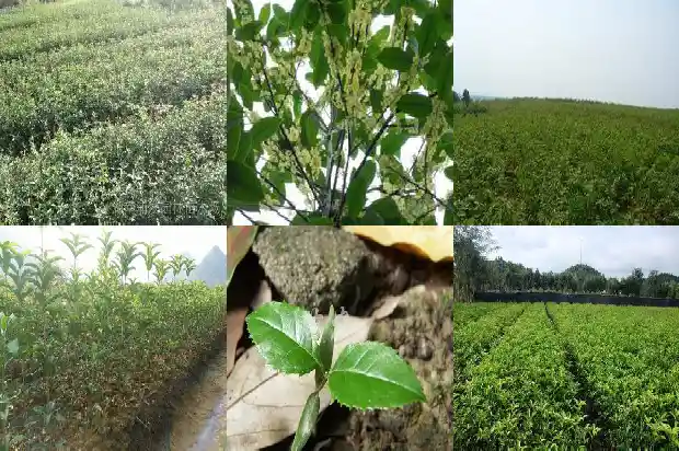 红桂花几月开花1685407541459