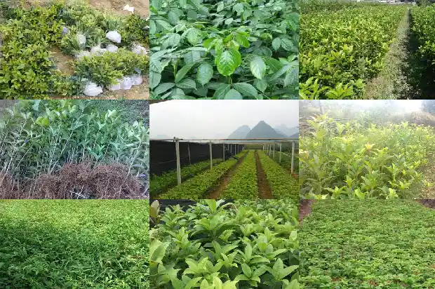 大门口能栽桂花树吗1689726594341