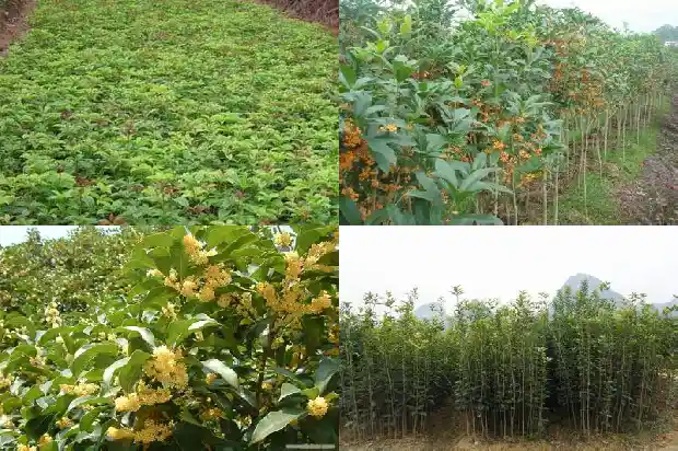 金桂花树多少年才开花结果1685407561124
