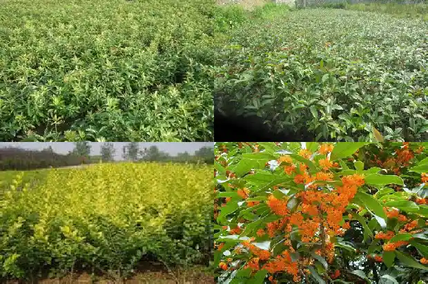 桂花一般哪个季节开花呢1685407593638
