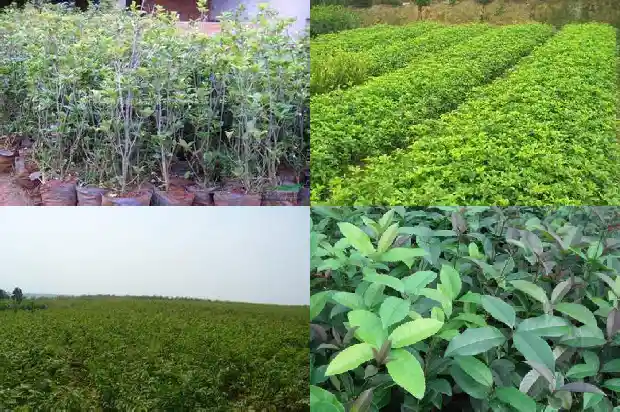 桂花一般哪个季节开花结果1685407615459