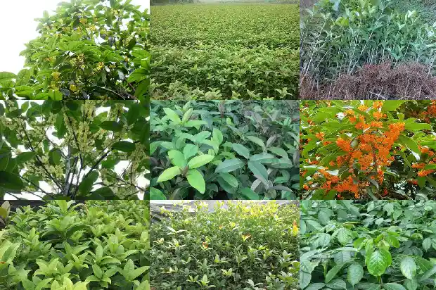 桂花一般哪个季节开花结果1685407615507