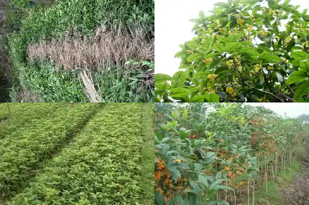 桂花一般哪个季节开花结果1685407615555