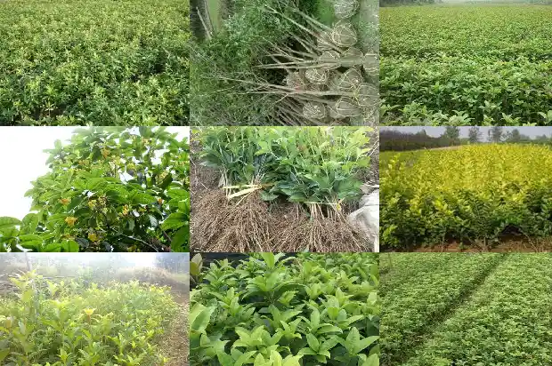 桂花一般是几月份开花的1685407634305