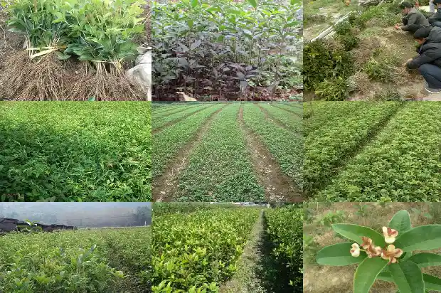桂花一般是几月份开花的1685407634353