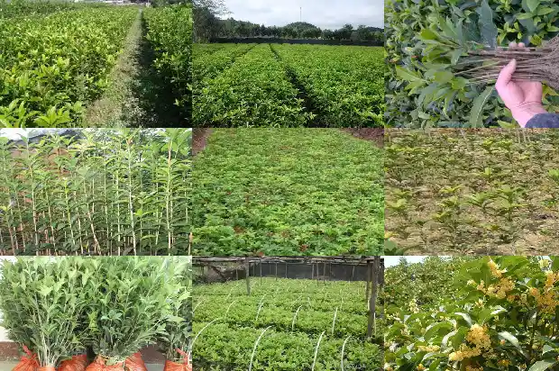桂花一般是几月份开花的1685407634448