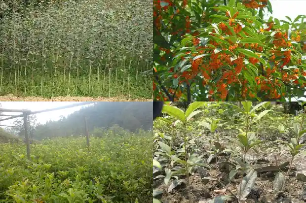 桂花什么时候几月份开花1685407653959