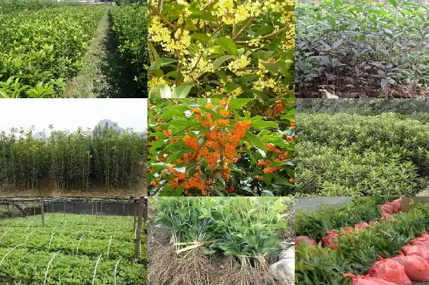 桂花什么时候几月份开花1685407654006