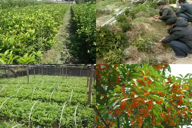 桂花什么季节开花结果子1685407675825