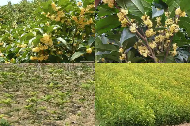 孕妇能不能泡桂花水喝呀1689381013489