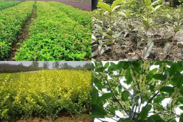 桂花开在什么季节结果1685407697260