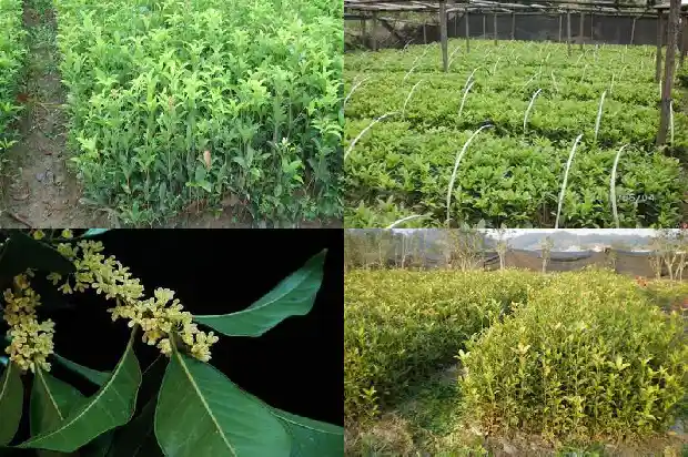 桂花开在什么季节结果1685407697356