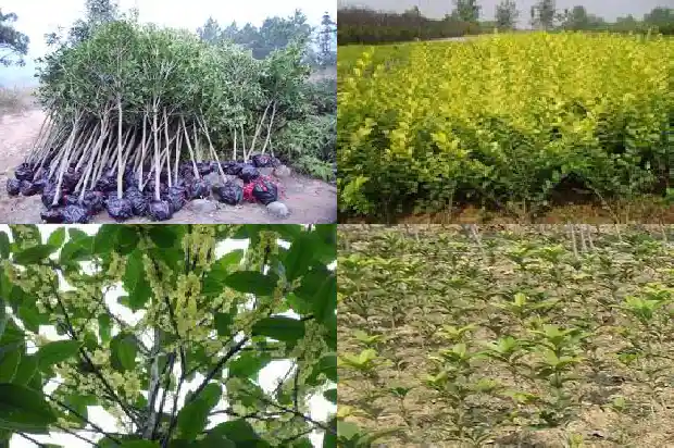 桂花的植物学特征1685407712457