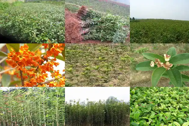 桂花的植物学特征1685407712503