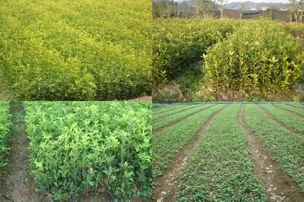桂花树开花的是红的还是绿的好1685407735241