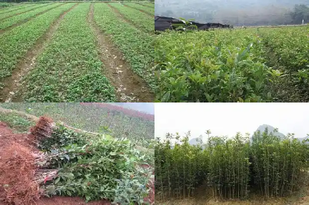 桂花树开花的是红的还是绿的好1685407735383