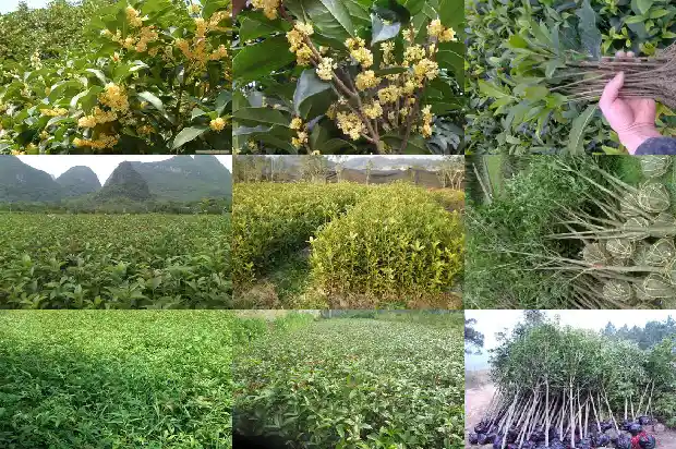 桂花树开白色的是怎么回事1685407772568
