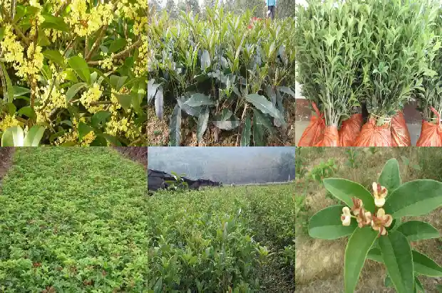 桂花树开花的是红的还是黄的好1685407782295