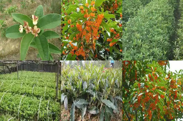 桂花树开花的是红的还是黄的好1685407782343